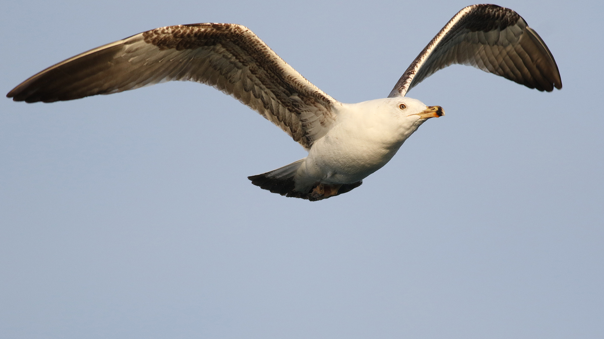 Yellow-legged Gull