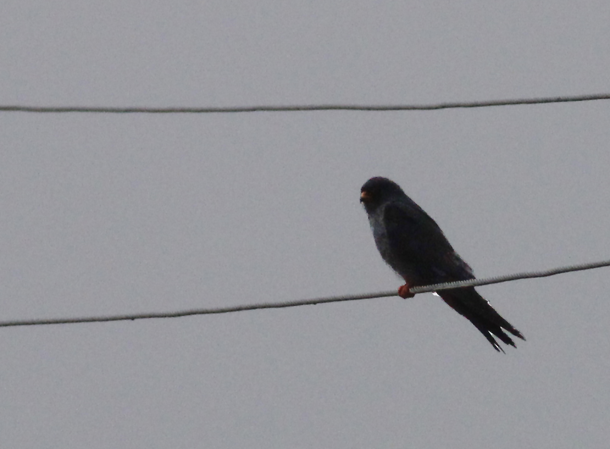 Red-footed Falcon