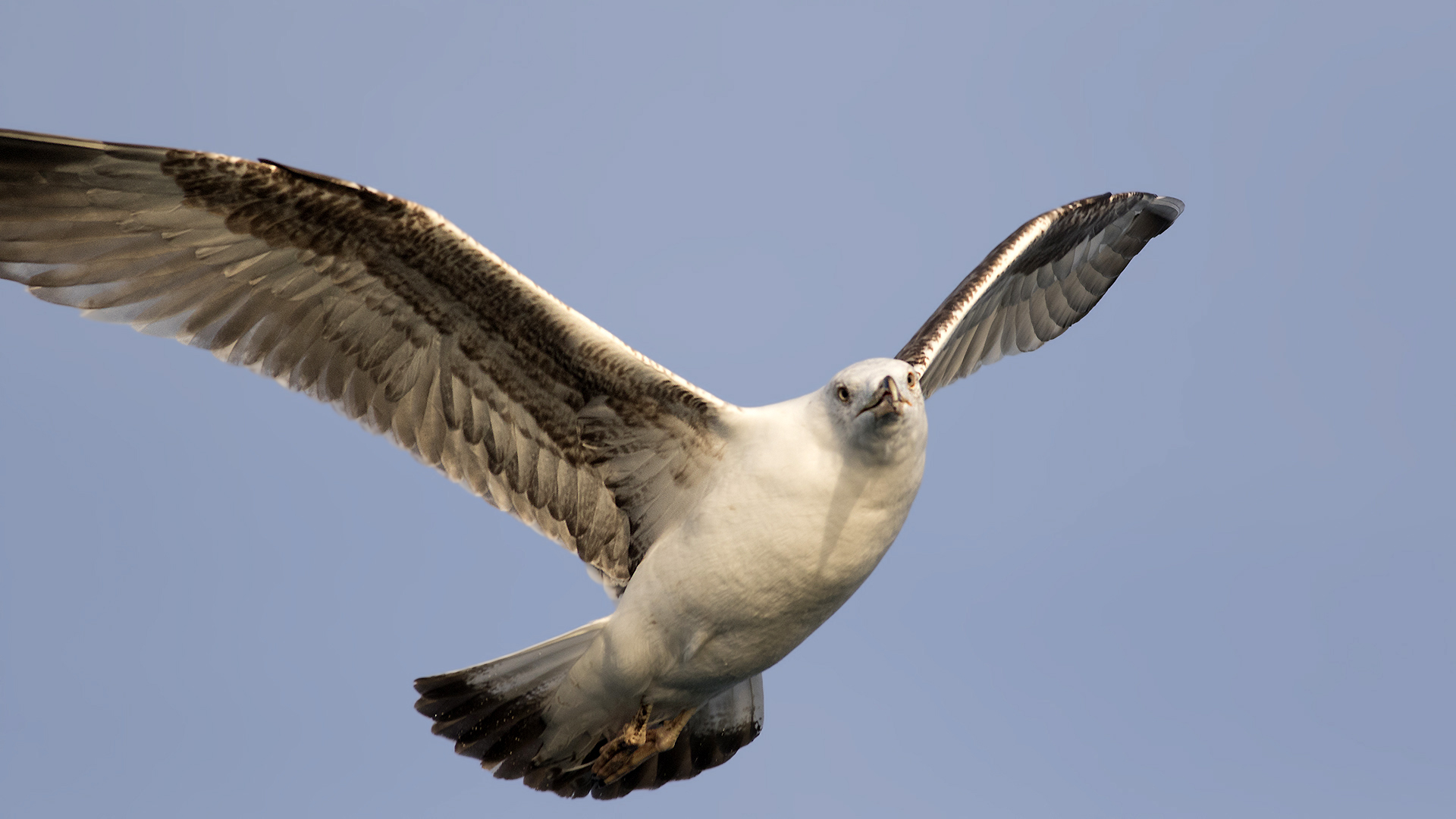 Yellow-legged Gull