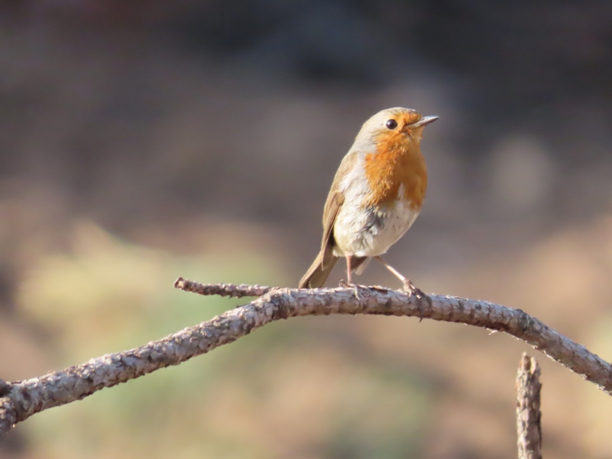 European Robin