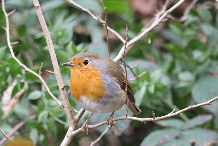 European Robin