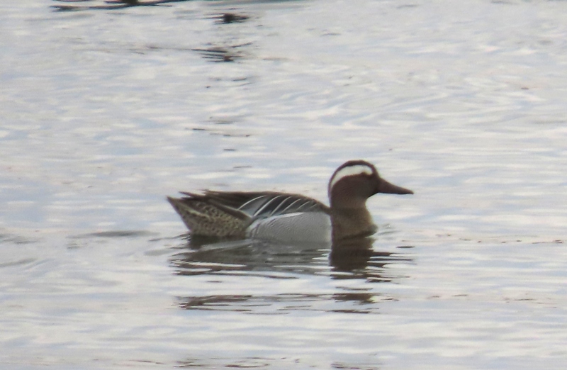 Garganey