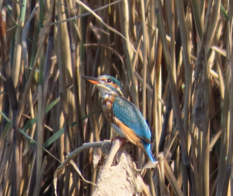 Common Kingfisher