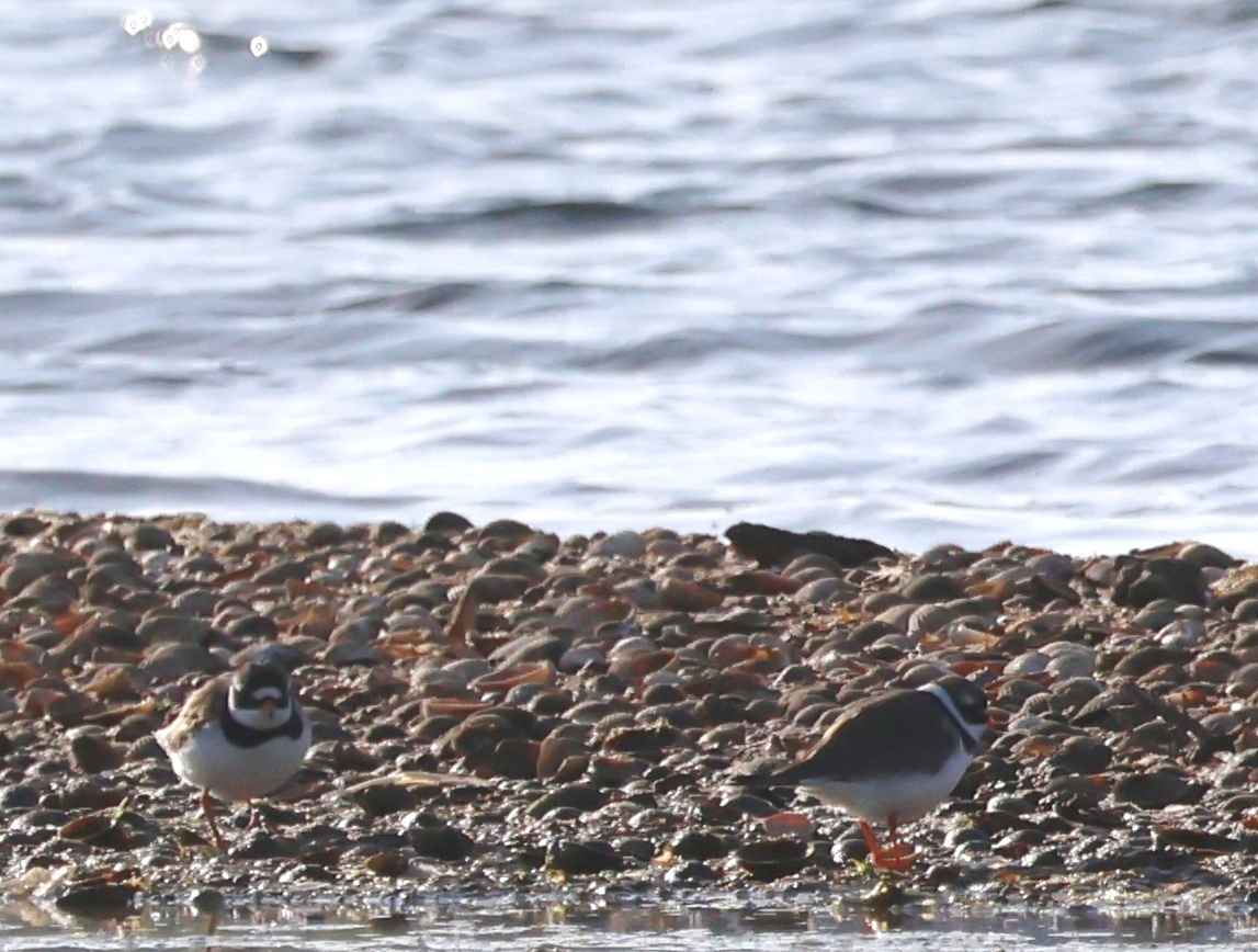 Common Ringed Plover