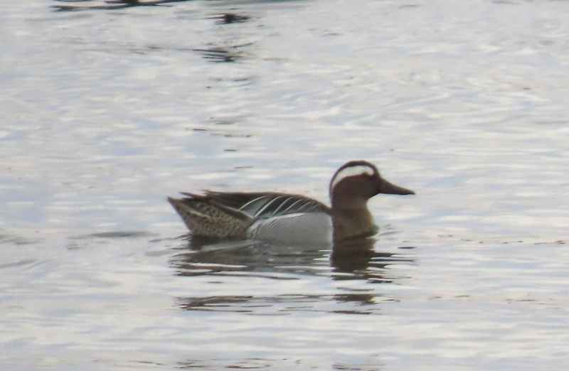 Garganey