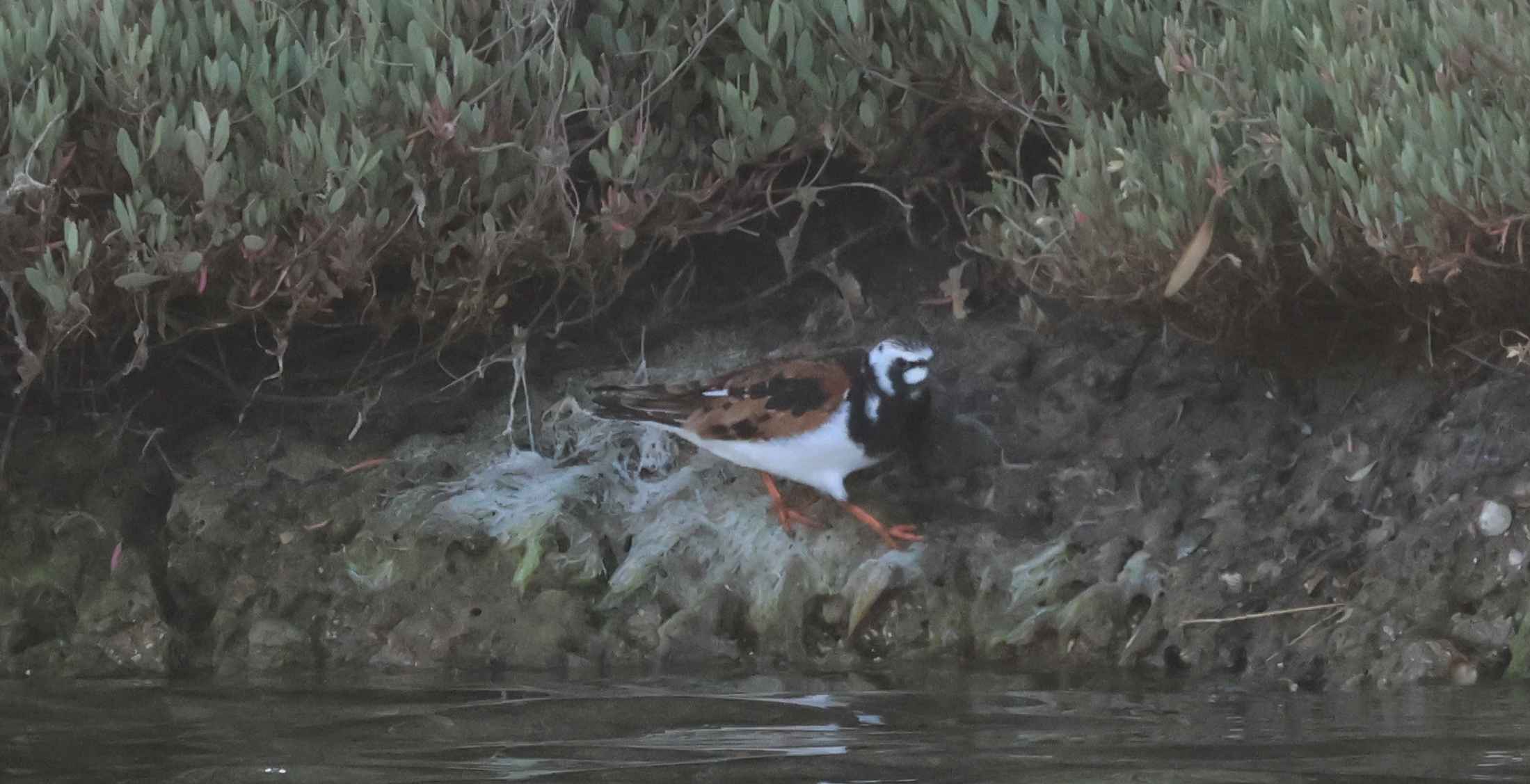 Ruddy Turnstone