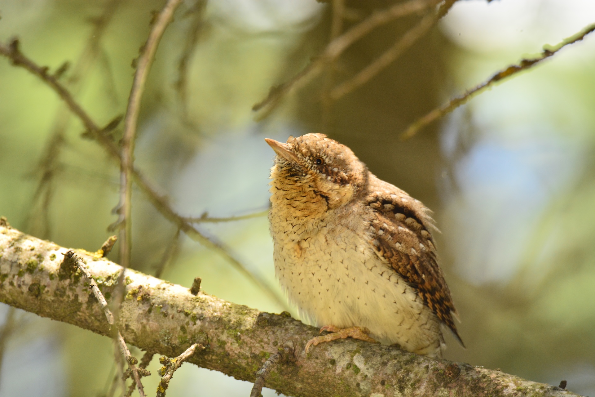 Eurasian Wryneck — Ana fotoğraf