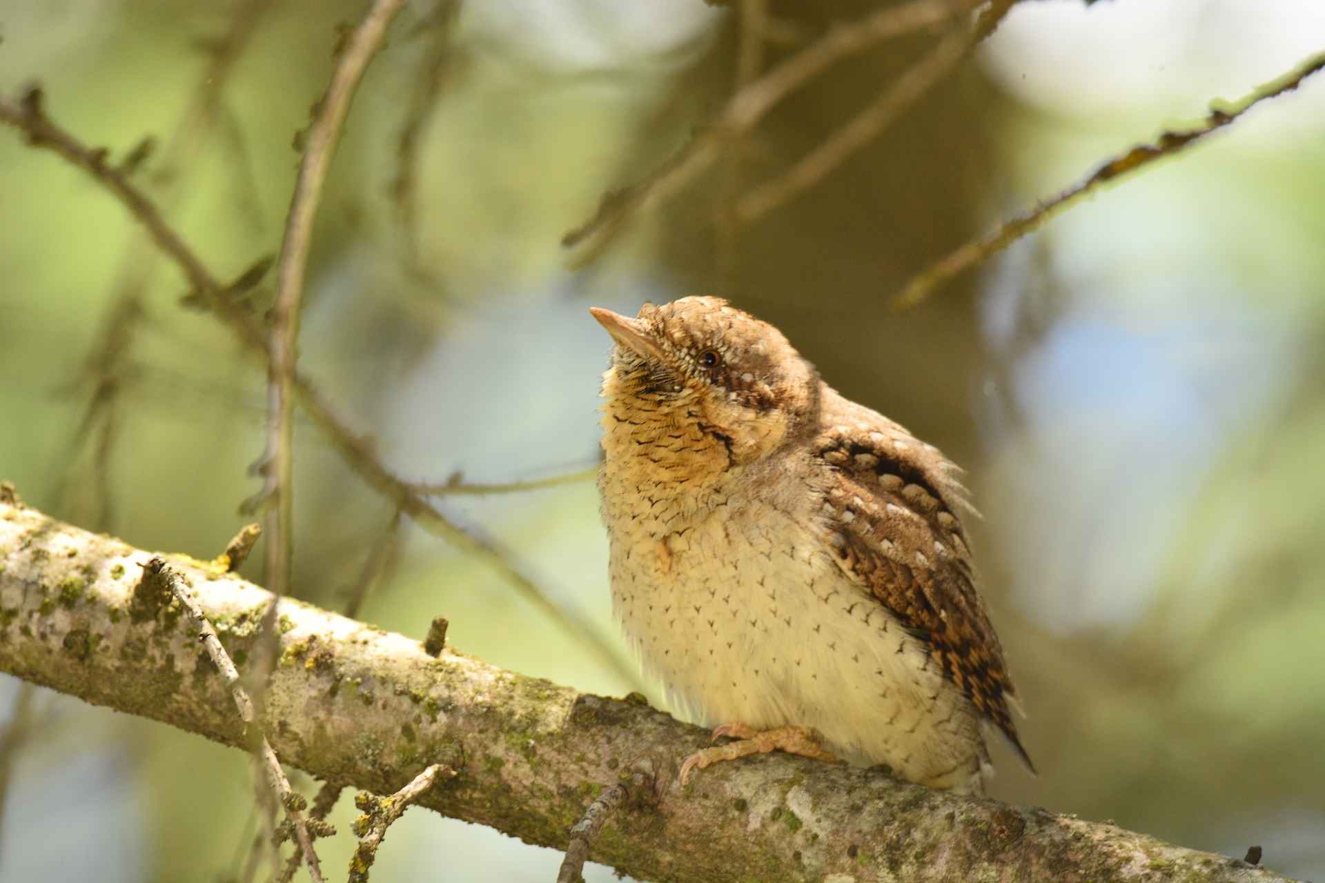 Eurasian Wryneck