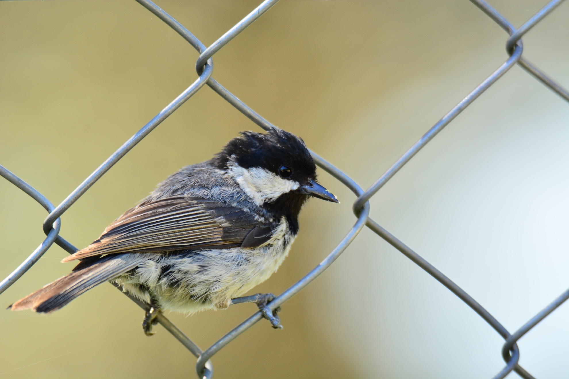 Coal Tit
