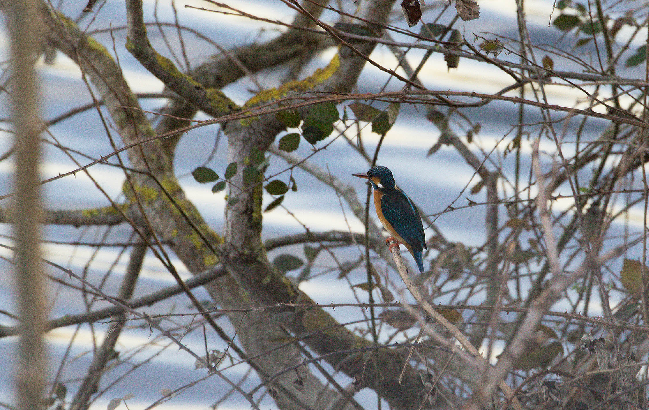 Common Kingfisher