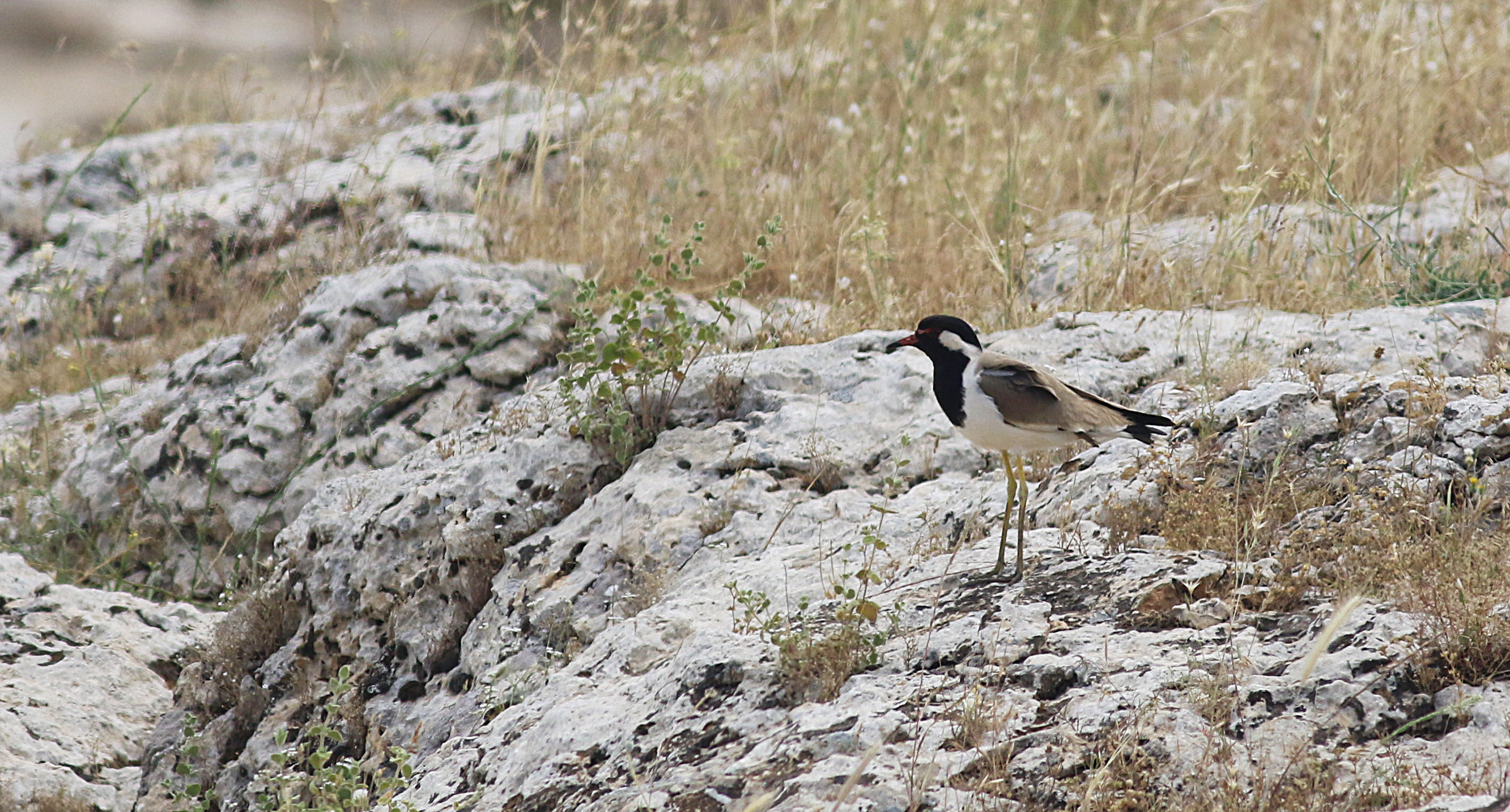 Red-wattled Lapwing