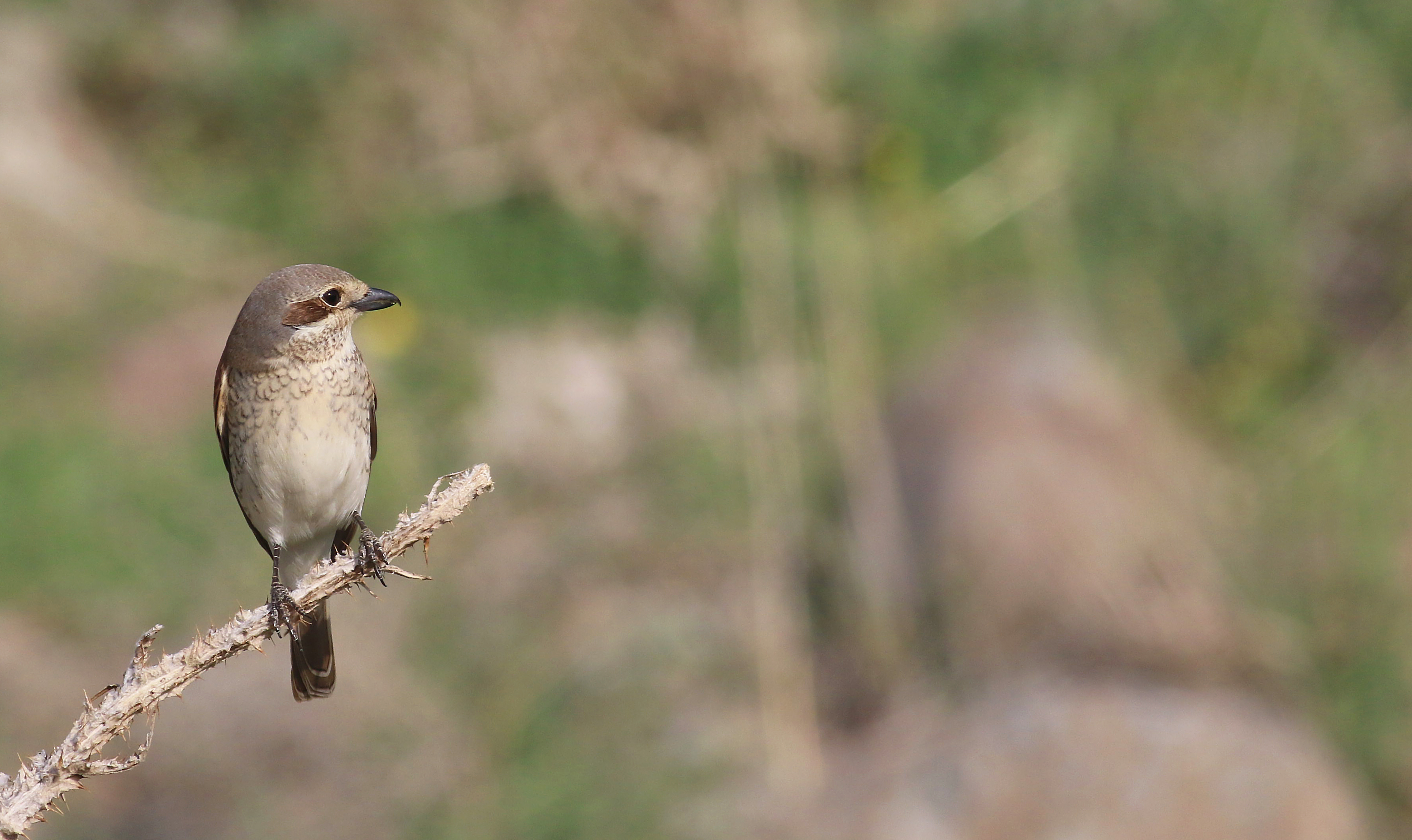Red-backed Shrike