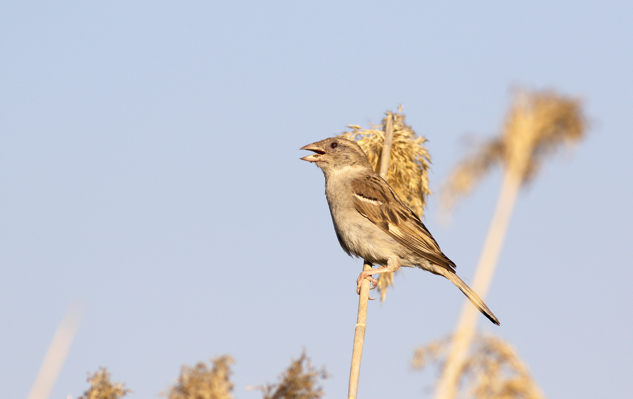 House Sparrow