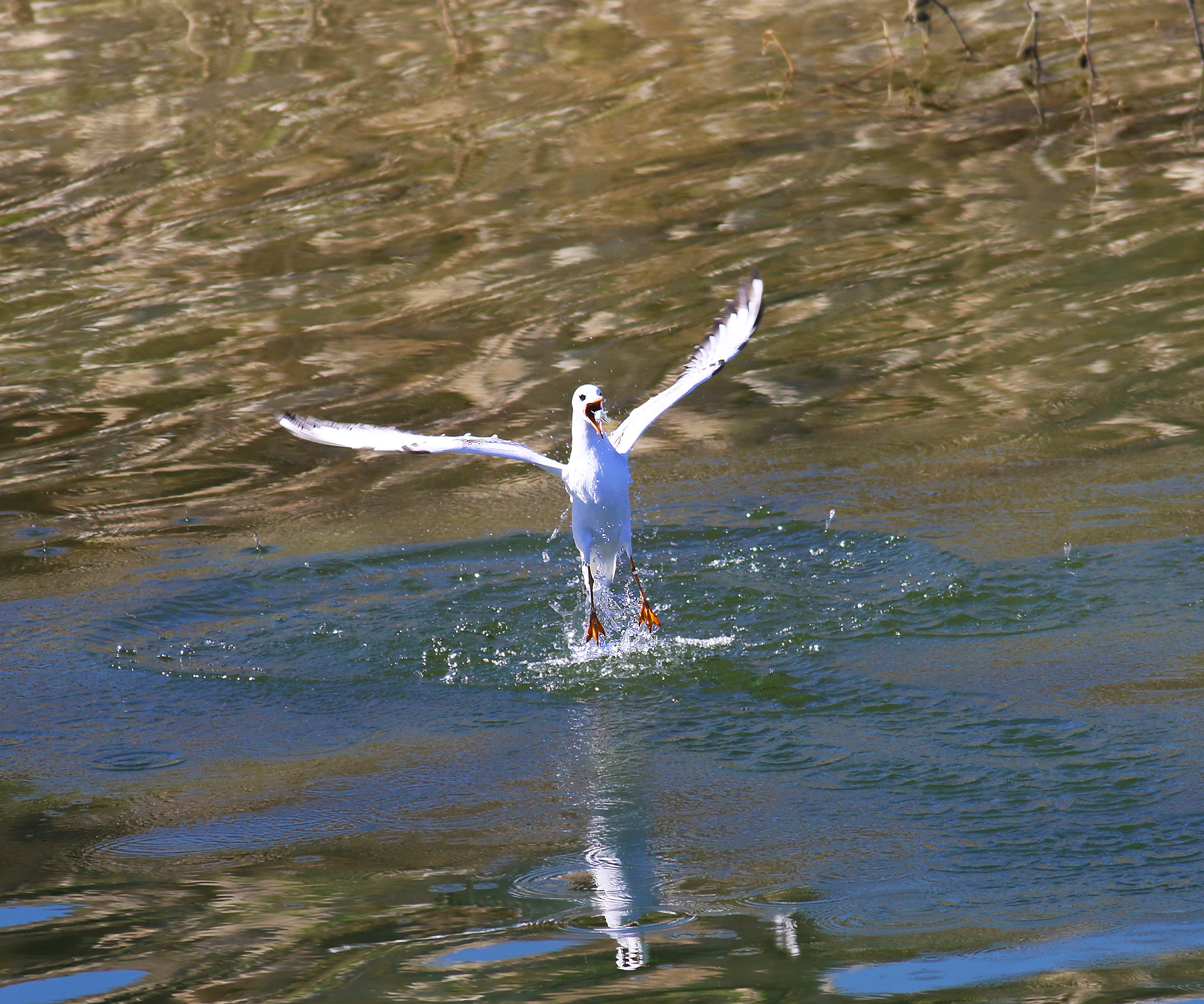 Yellow-legged Gull
