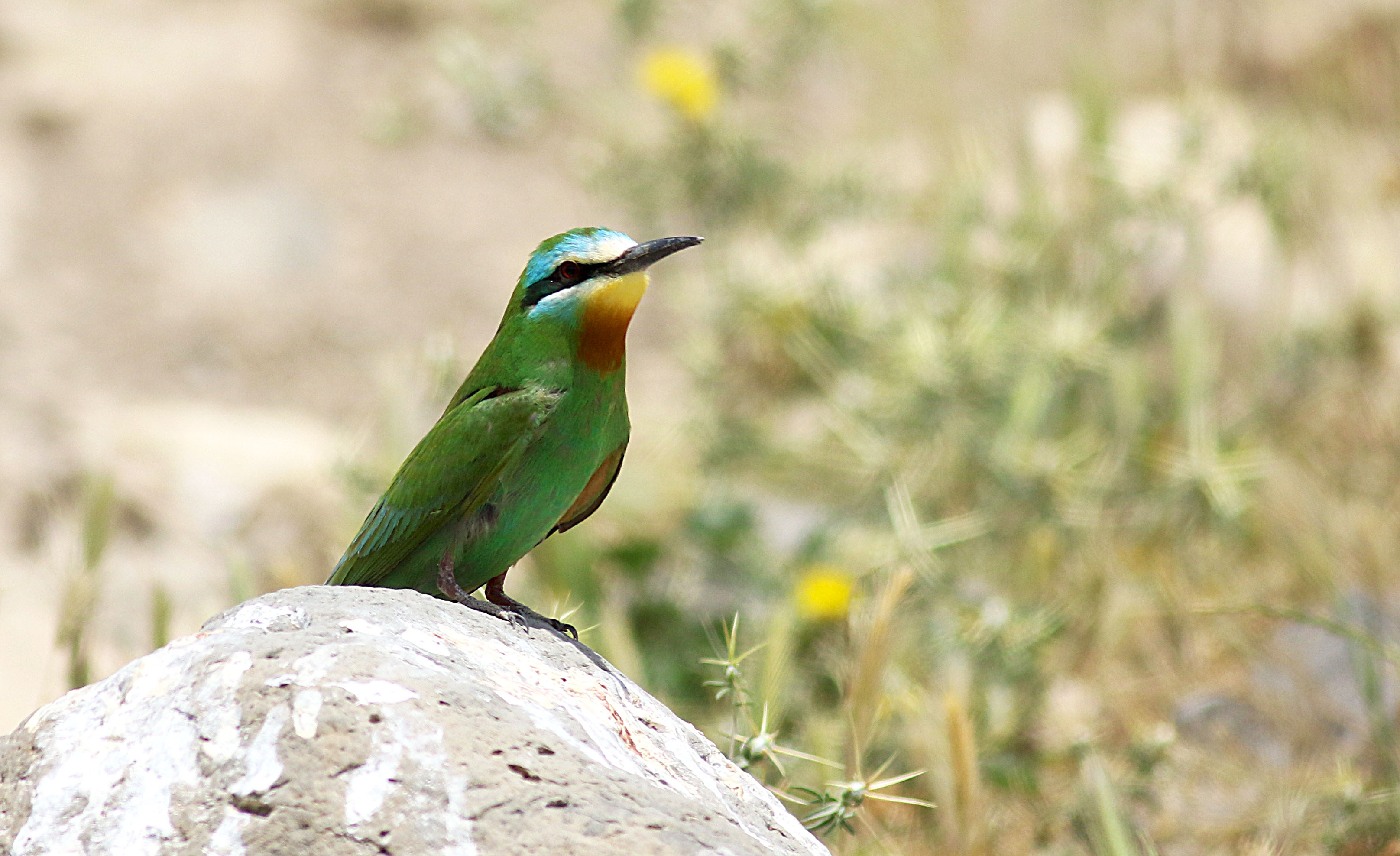 Blue-cheeked Bee-eater
