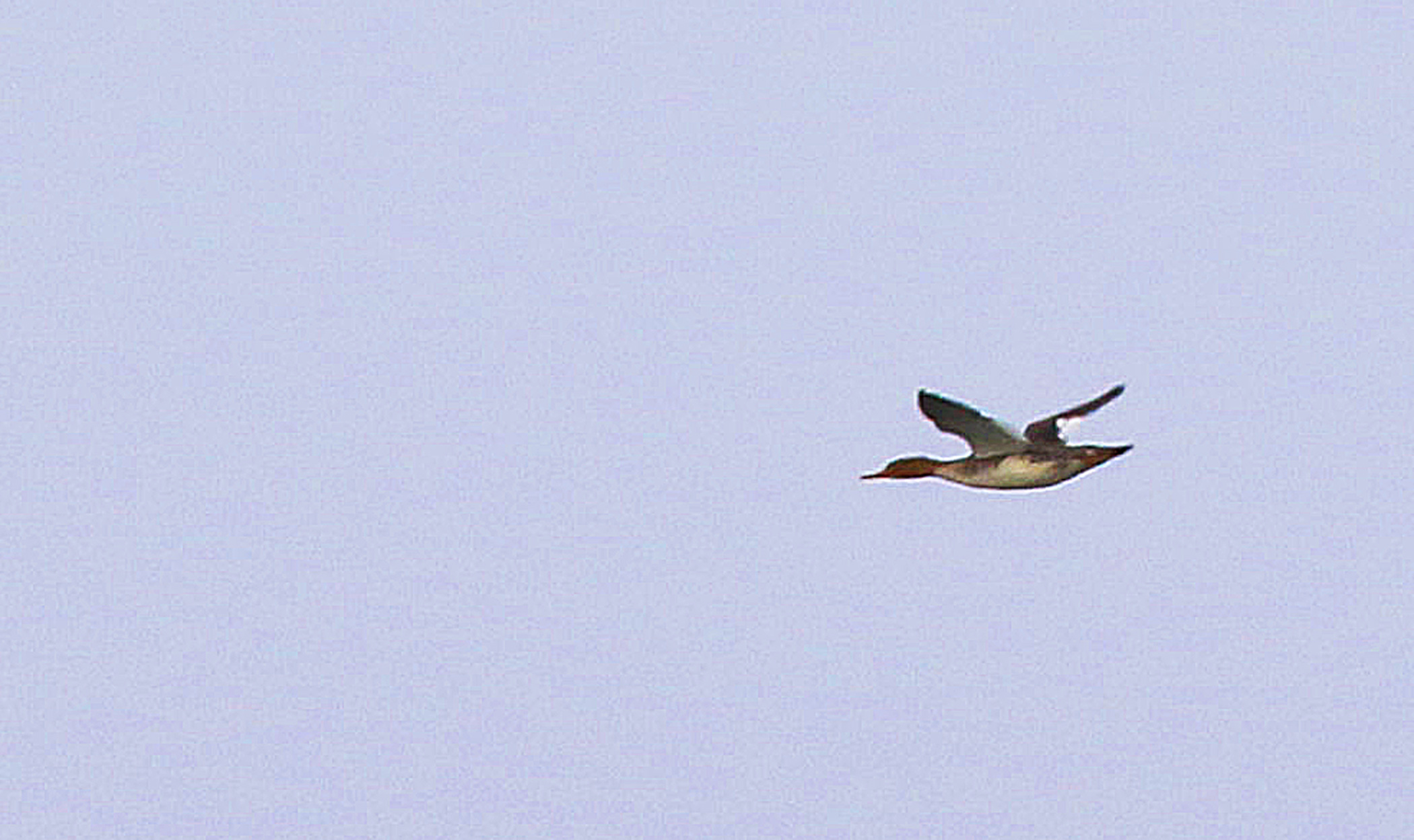 Red-breasted Merganser