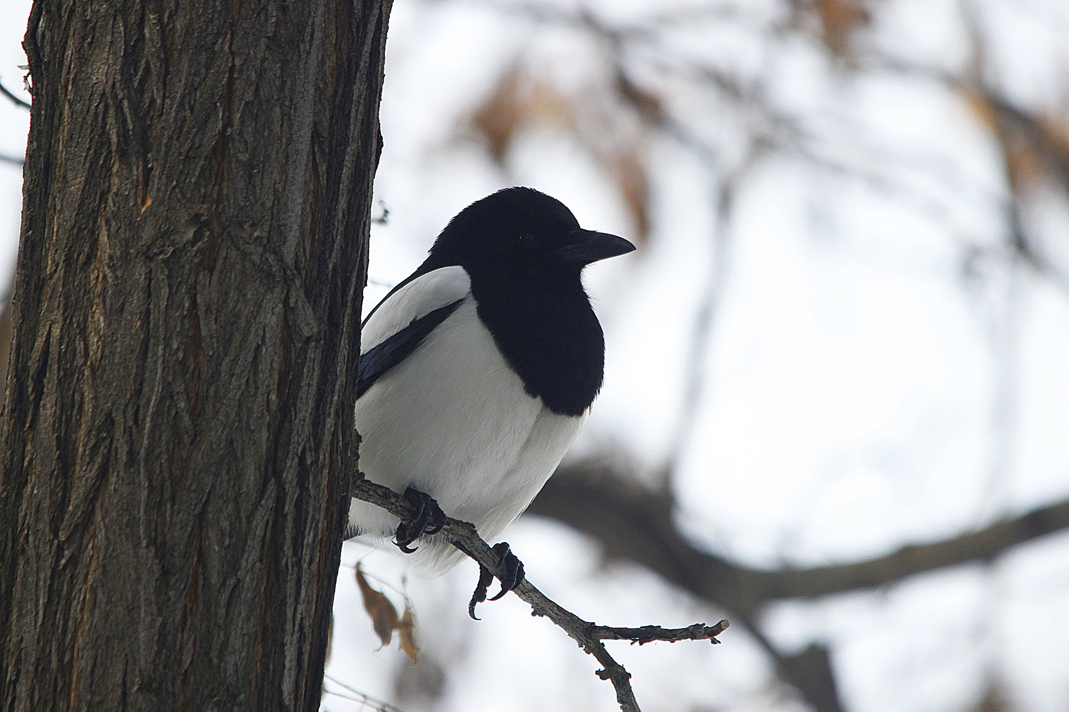 Eurasian Magpie