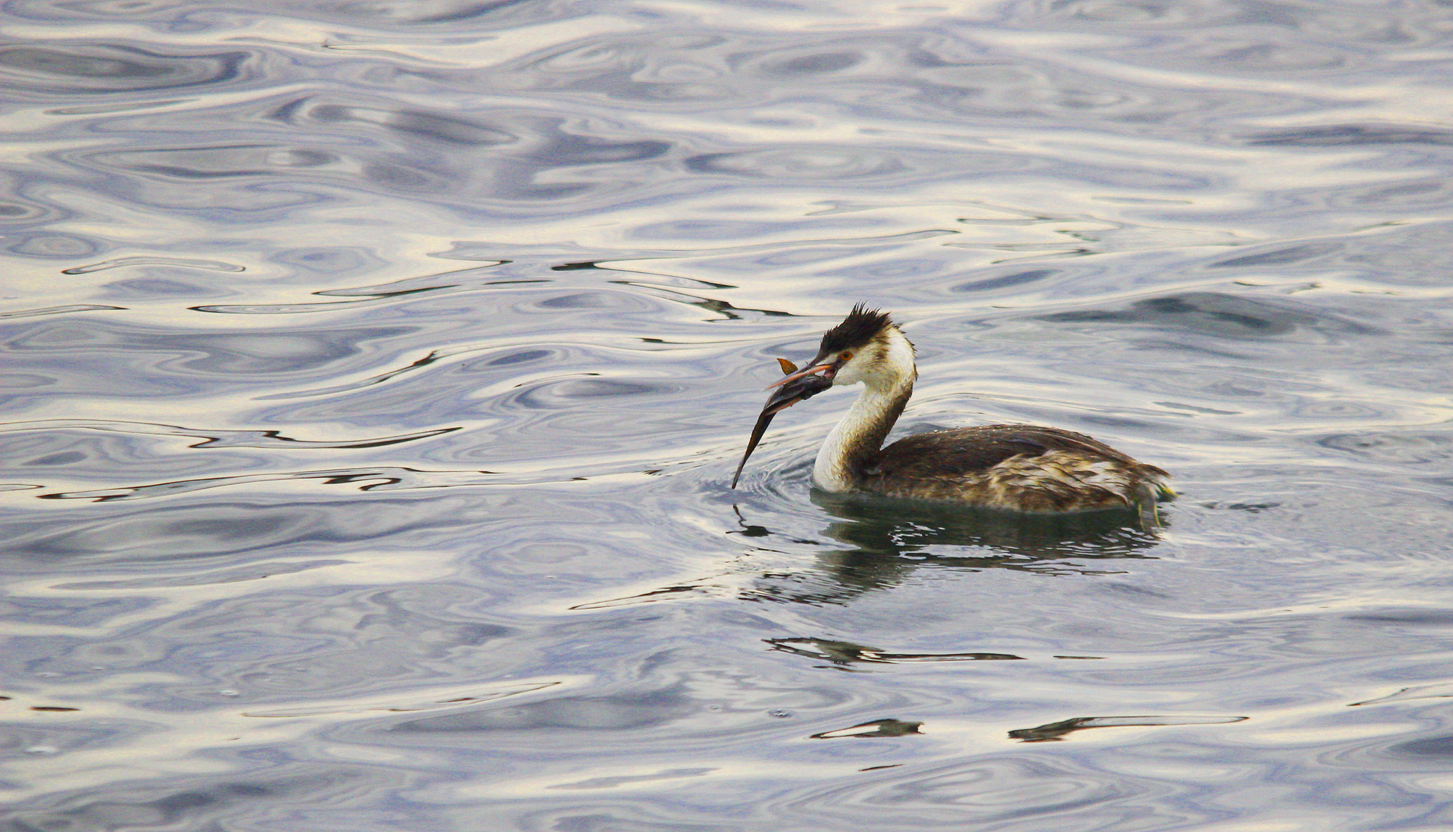 Great Crested Grebe