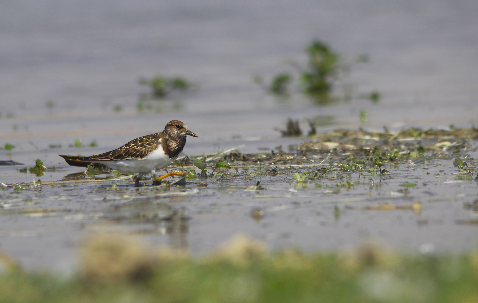 Ruddy Turnstone