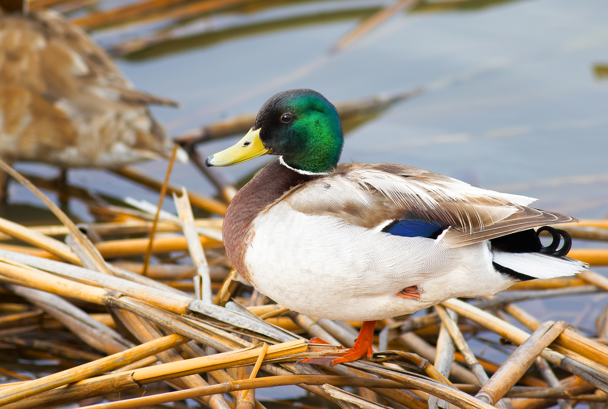 Mallard