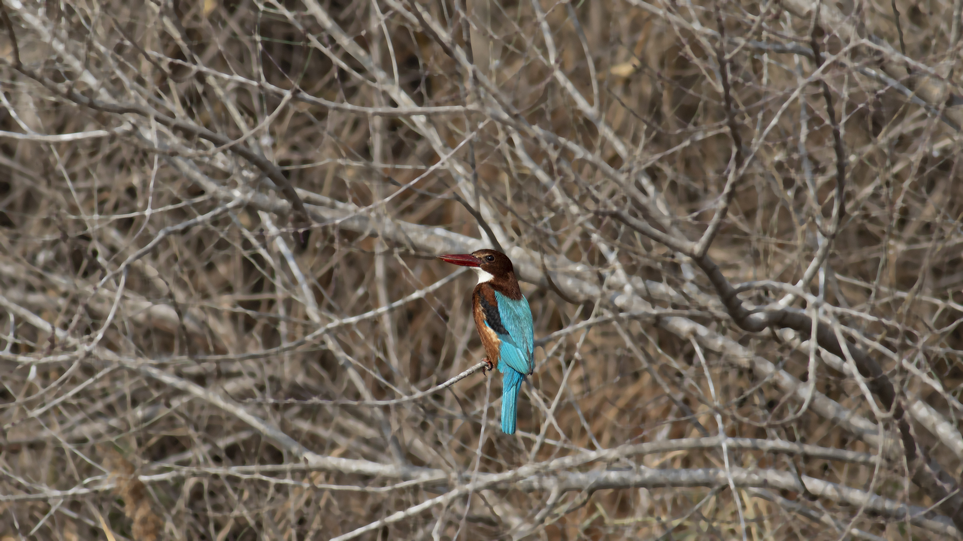 White-throated Kingfisher