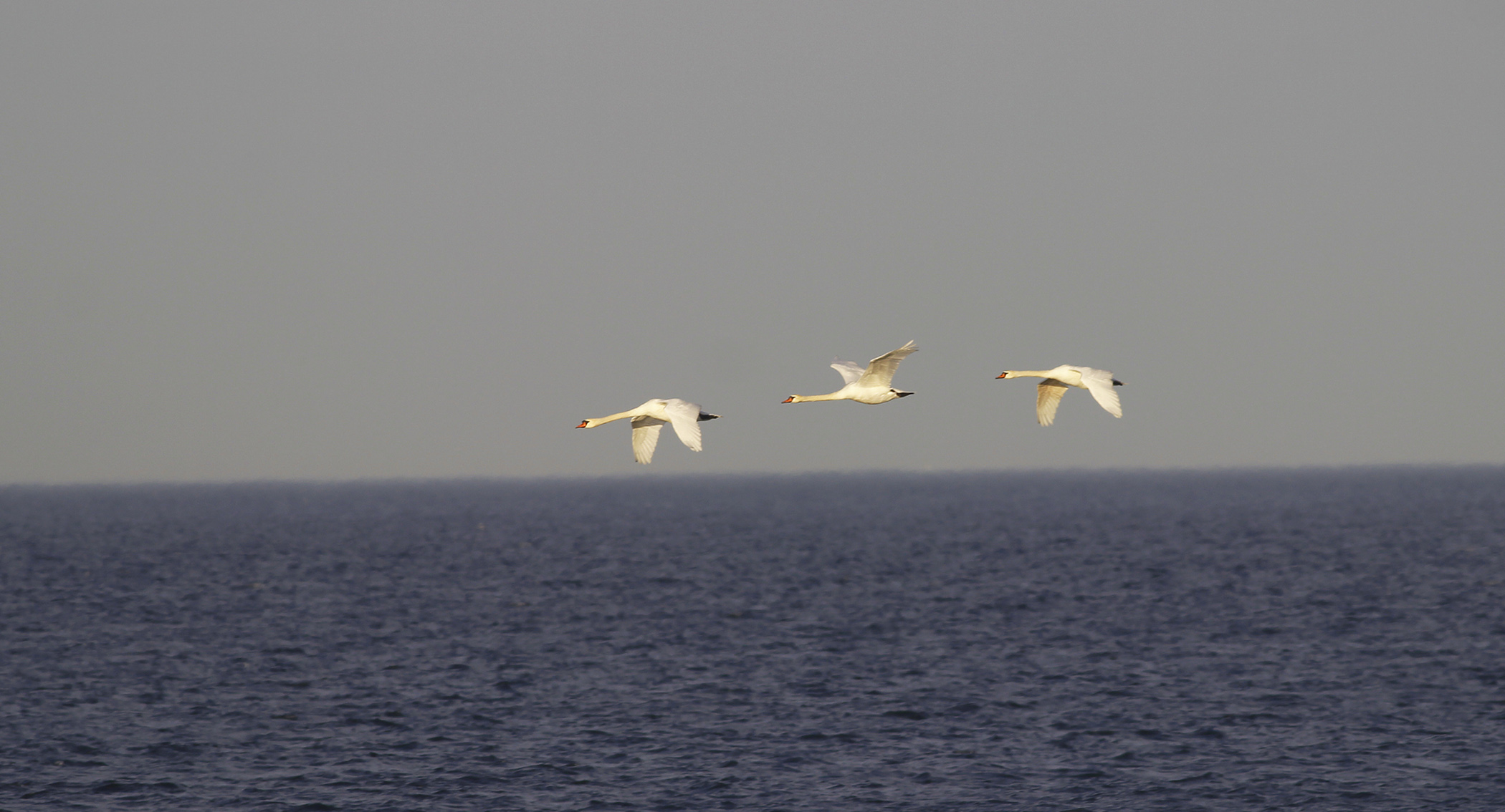 Mute Swan