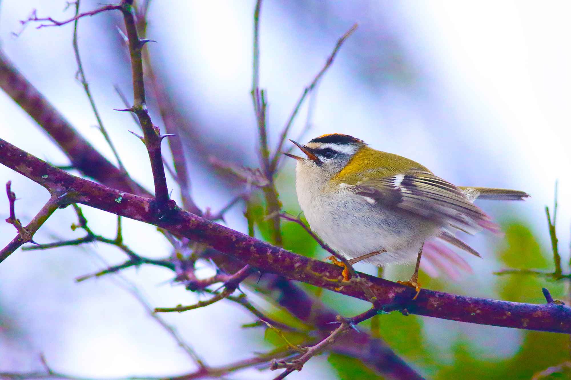 Common Firecrest