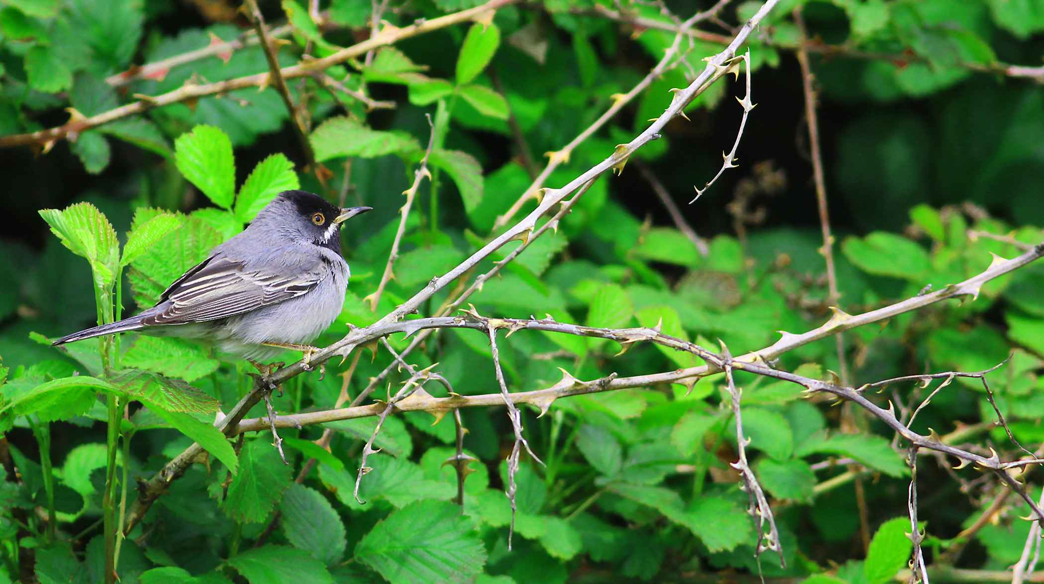 Rüppell's Warbler