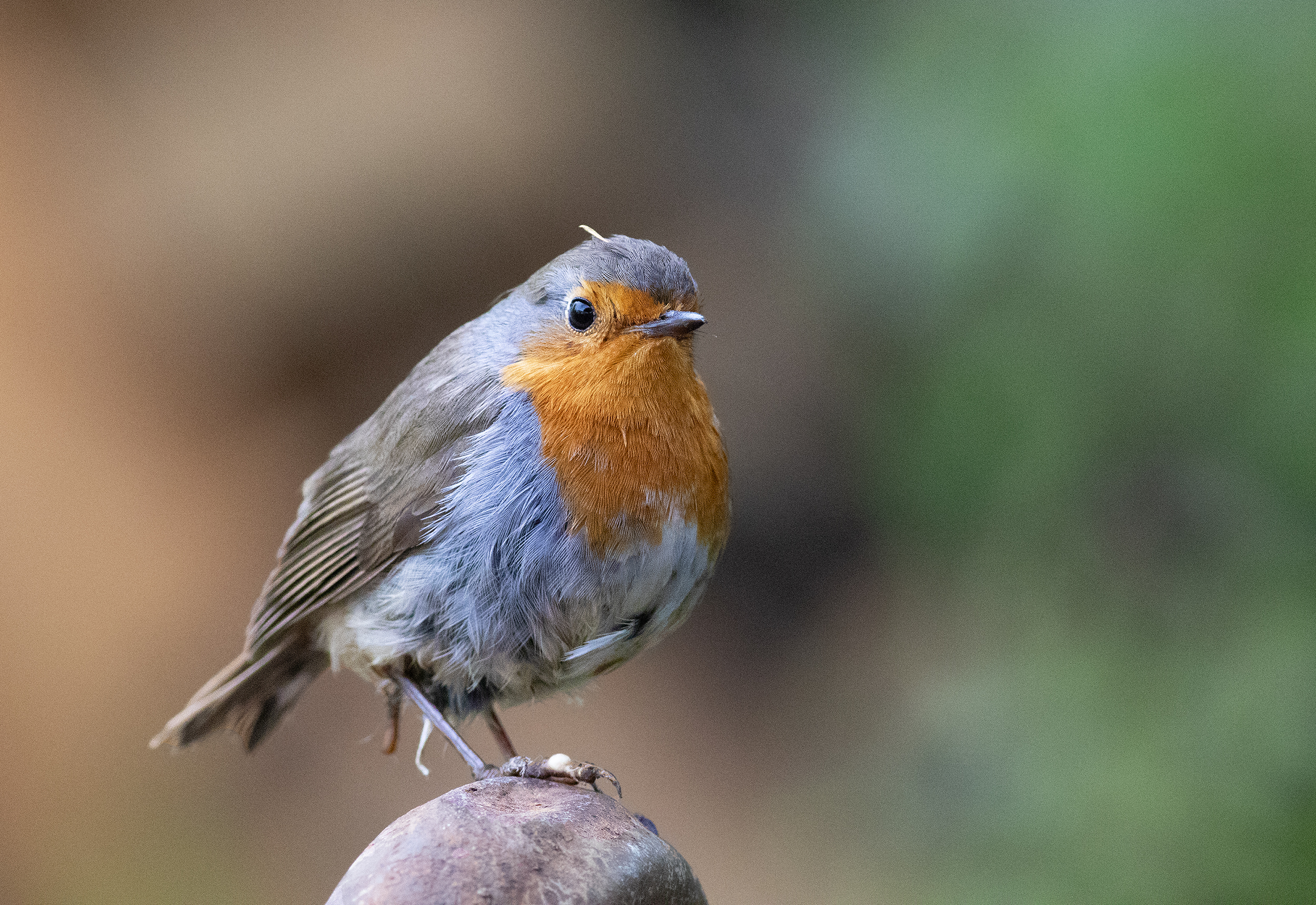 European Robin