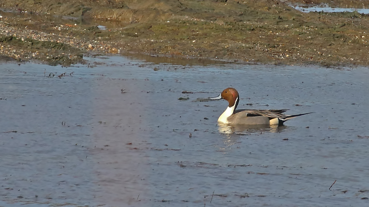 Northern Pintail