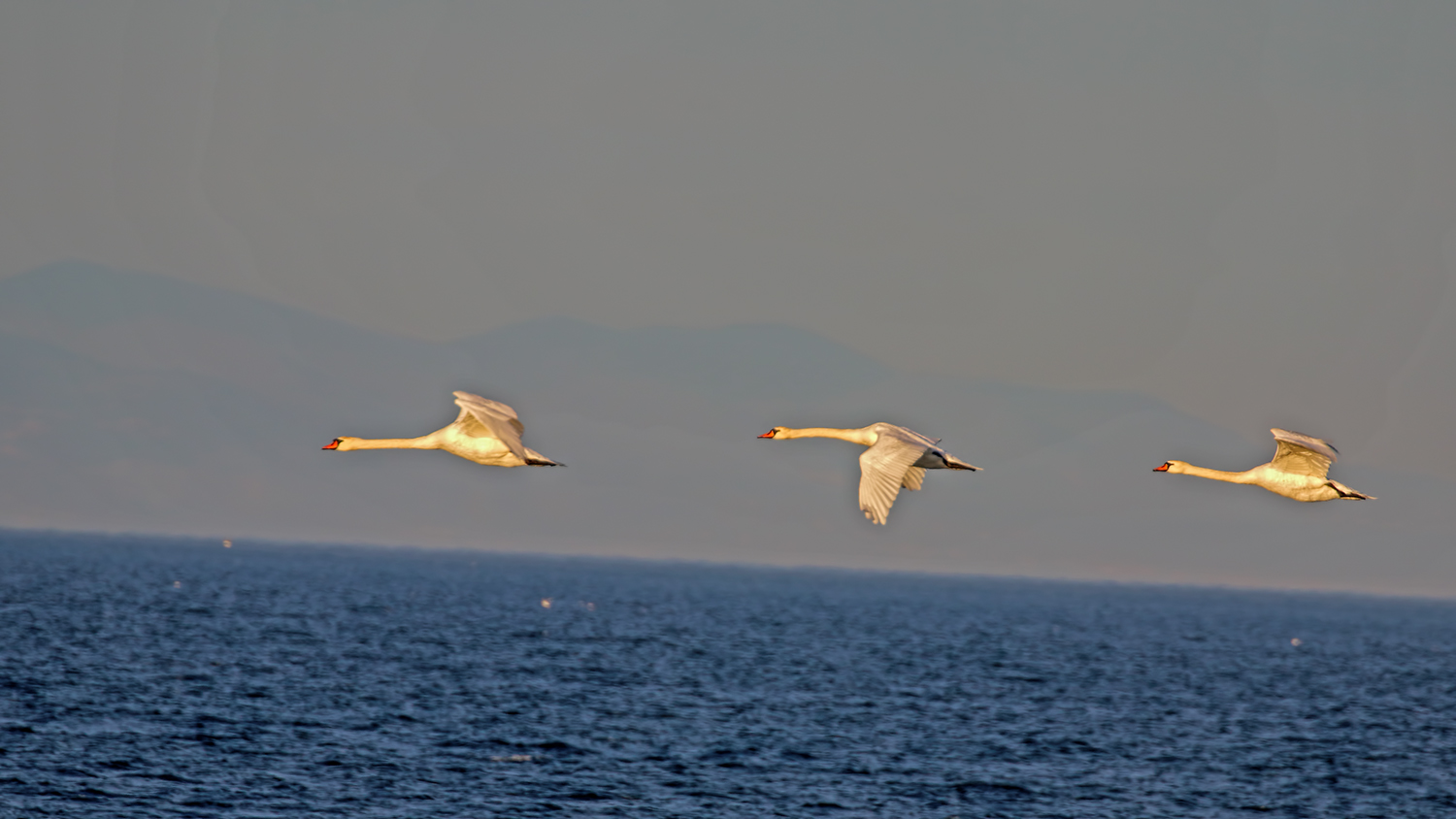 Mute Swan