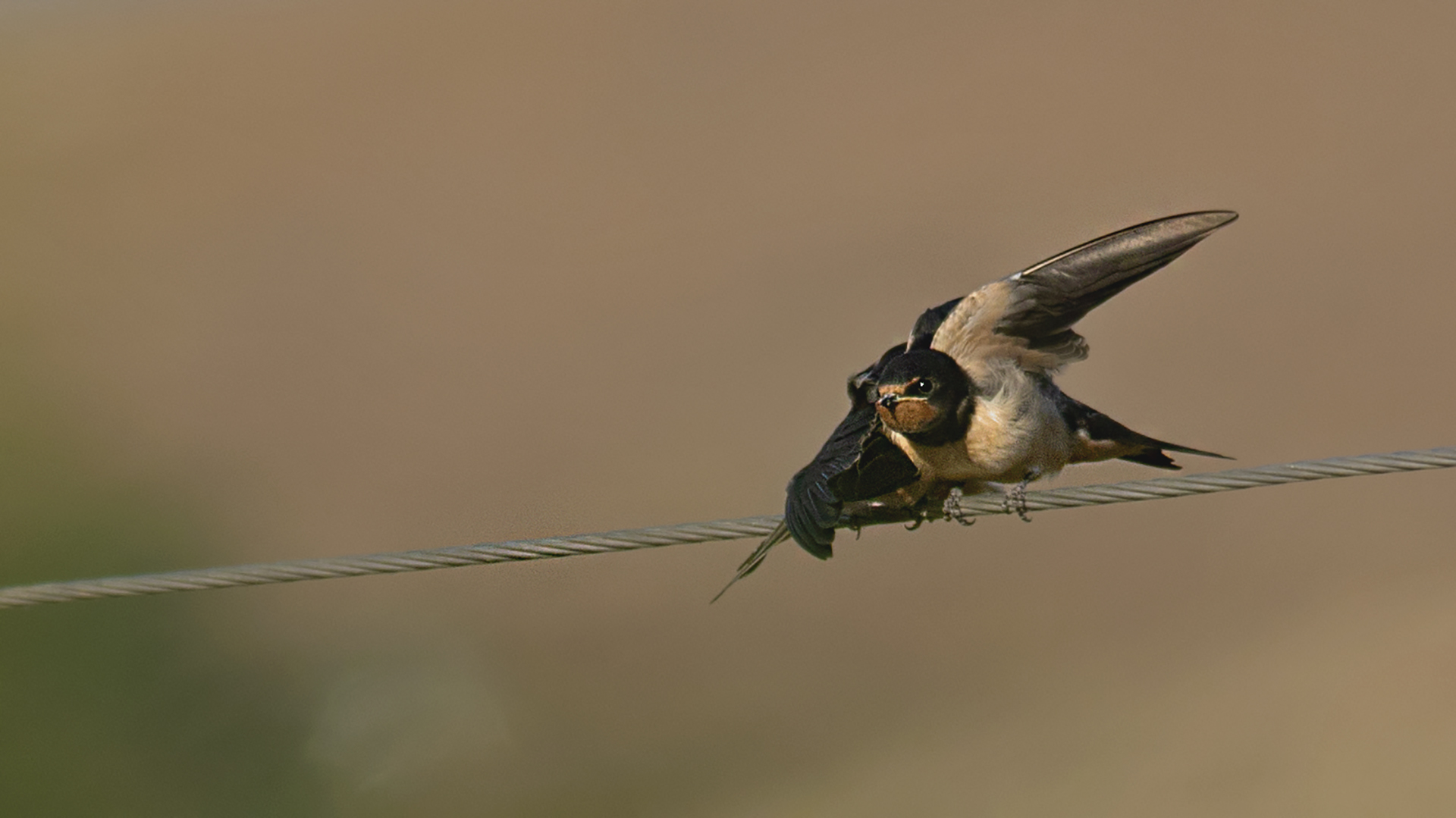 Barn Swallow