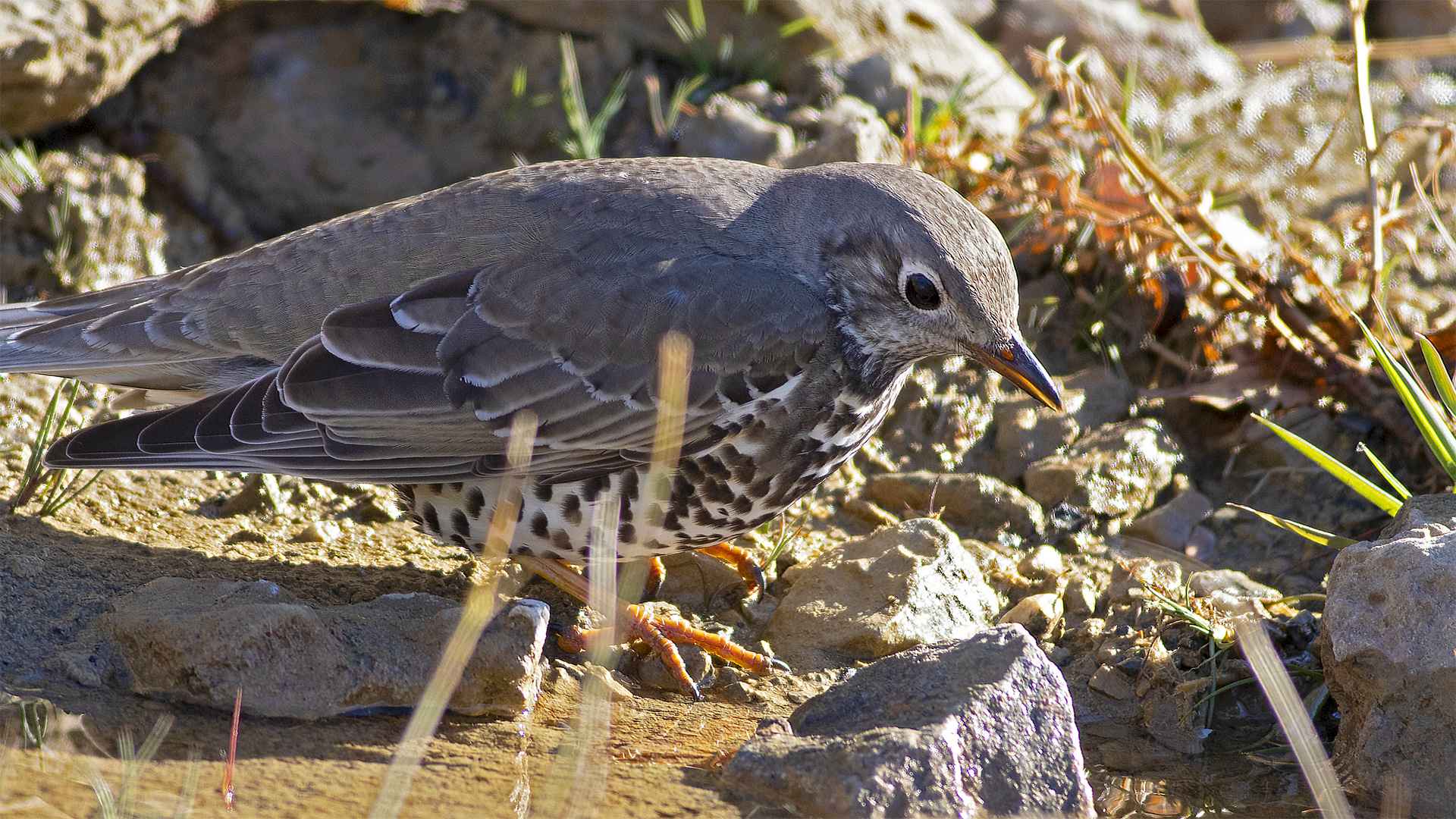 Mistle Thrush