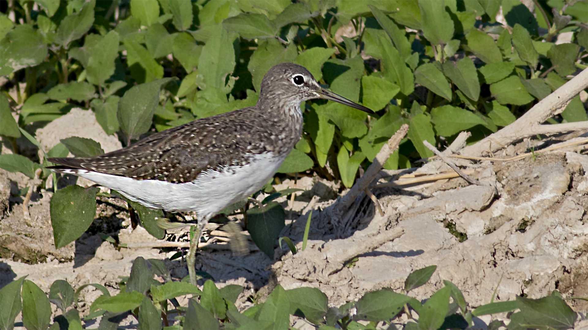 Green Sandpiper — Ana fotoğraf