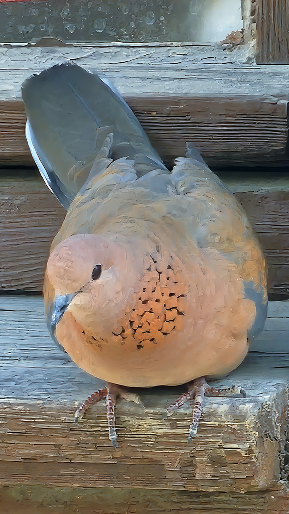 Laughing Dove — Ana fotoğraf