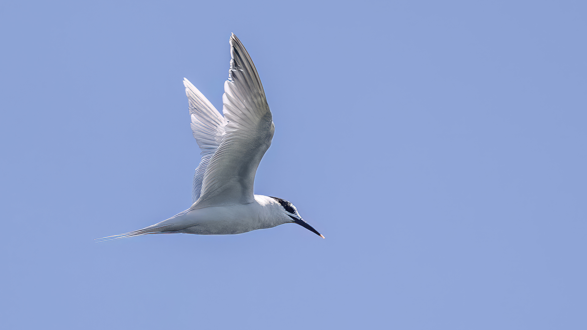 Sandwich Tern