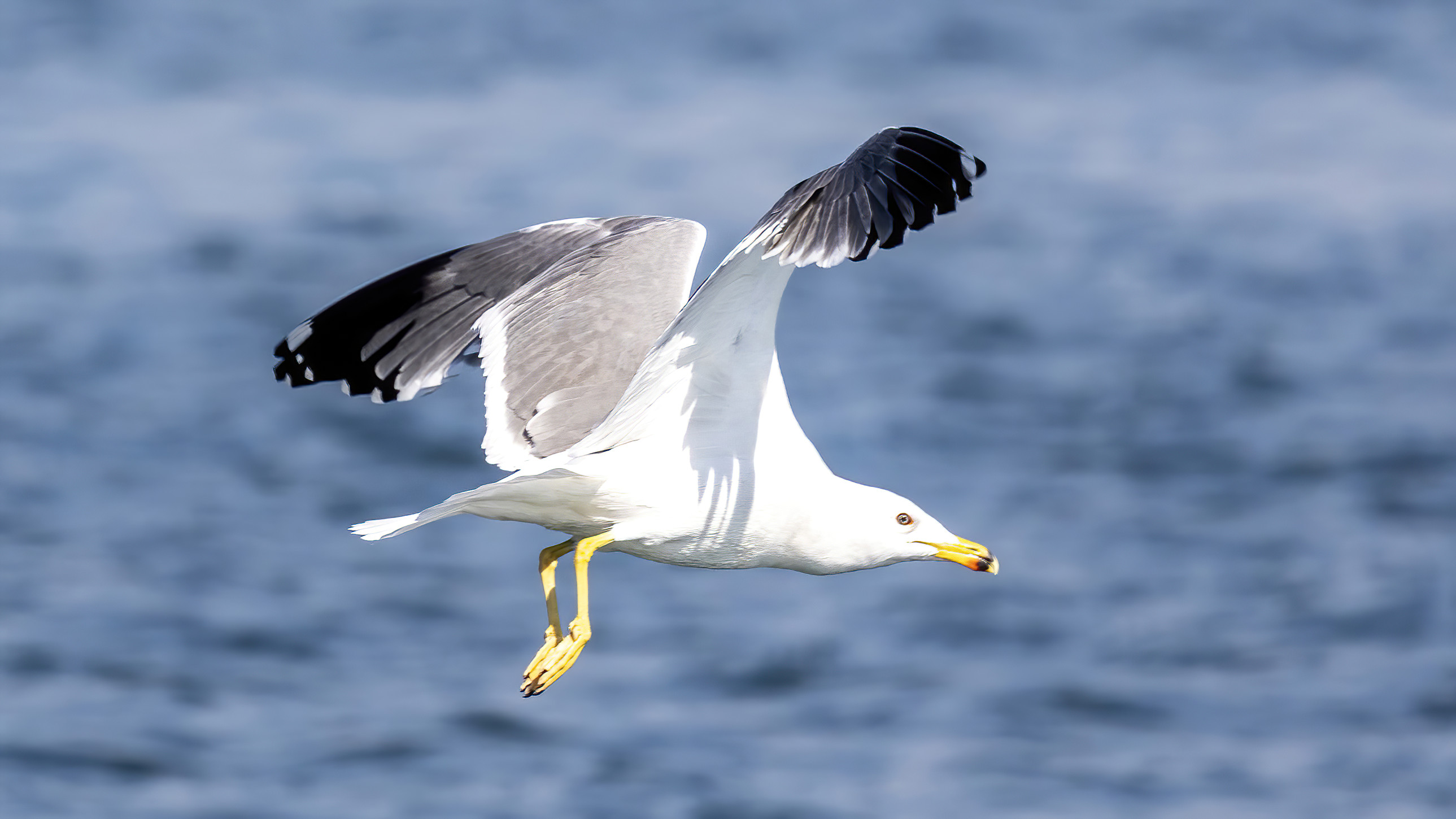 Yellow-legged Gull