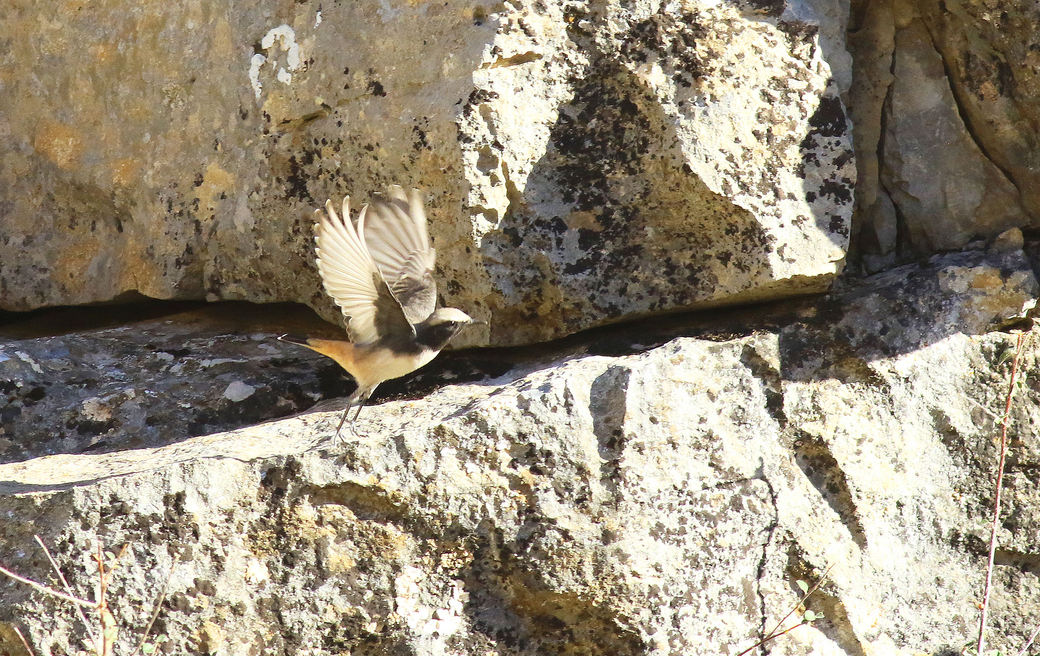 Kurdish Wheatear