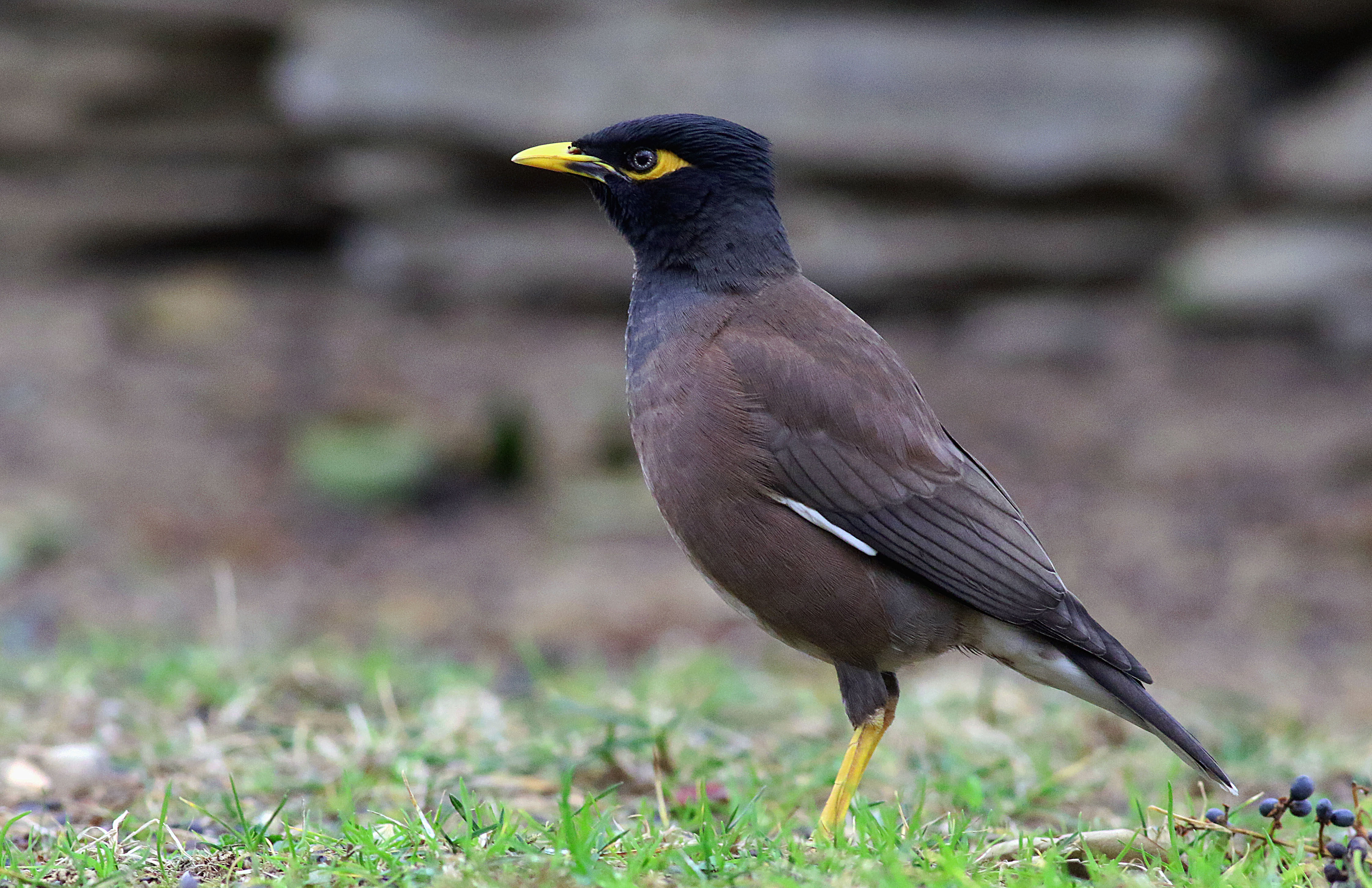 Common Myna