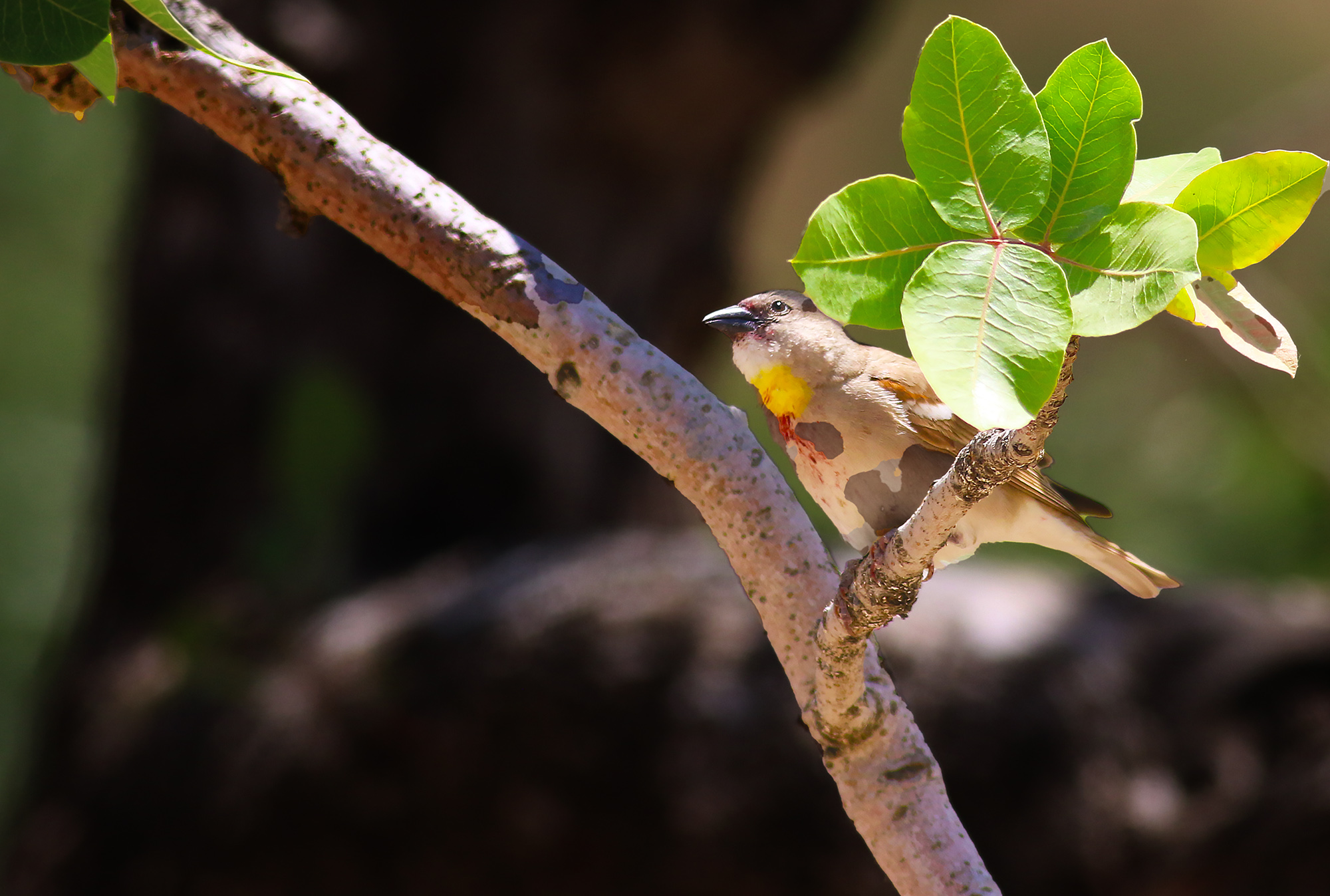 Yellow-throated Sparrow — Ana fotoğraf