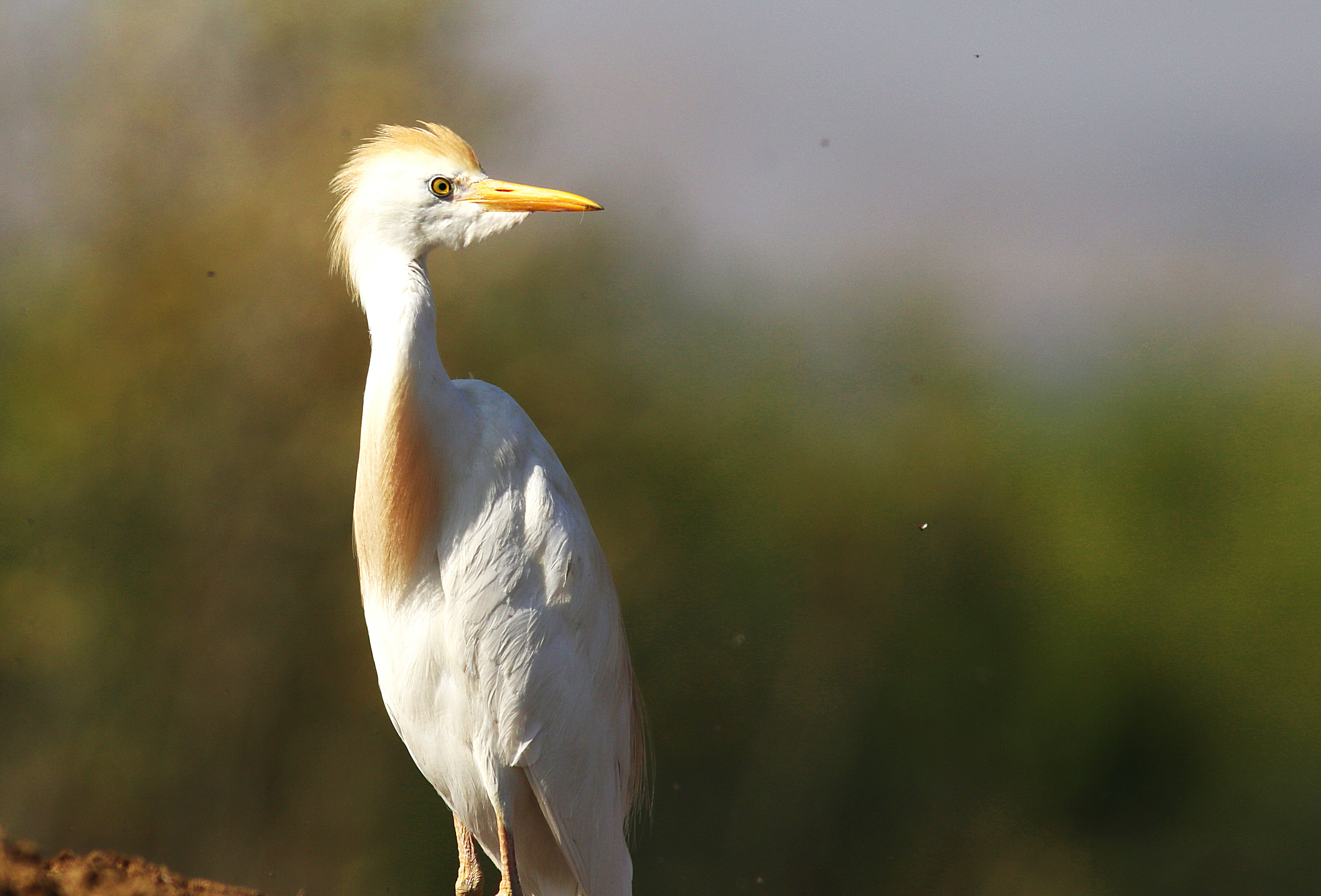 Cattle Egret
