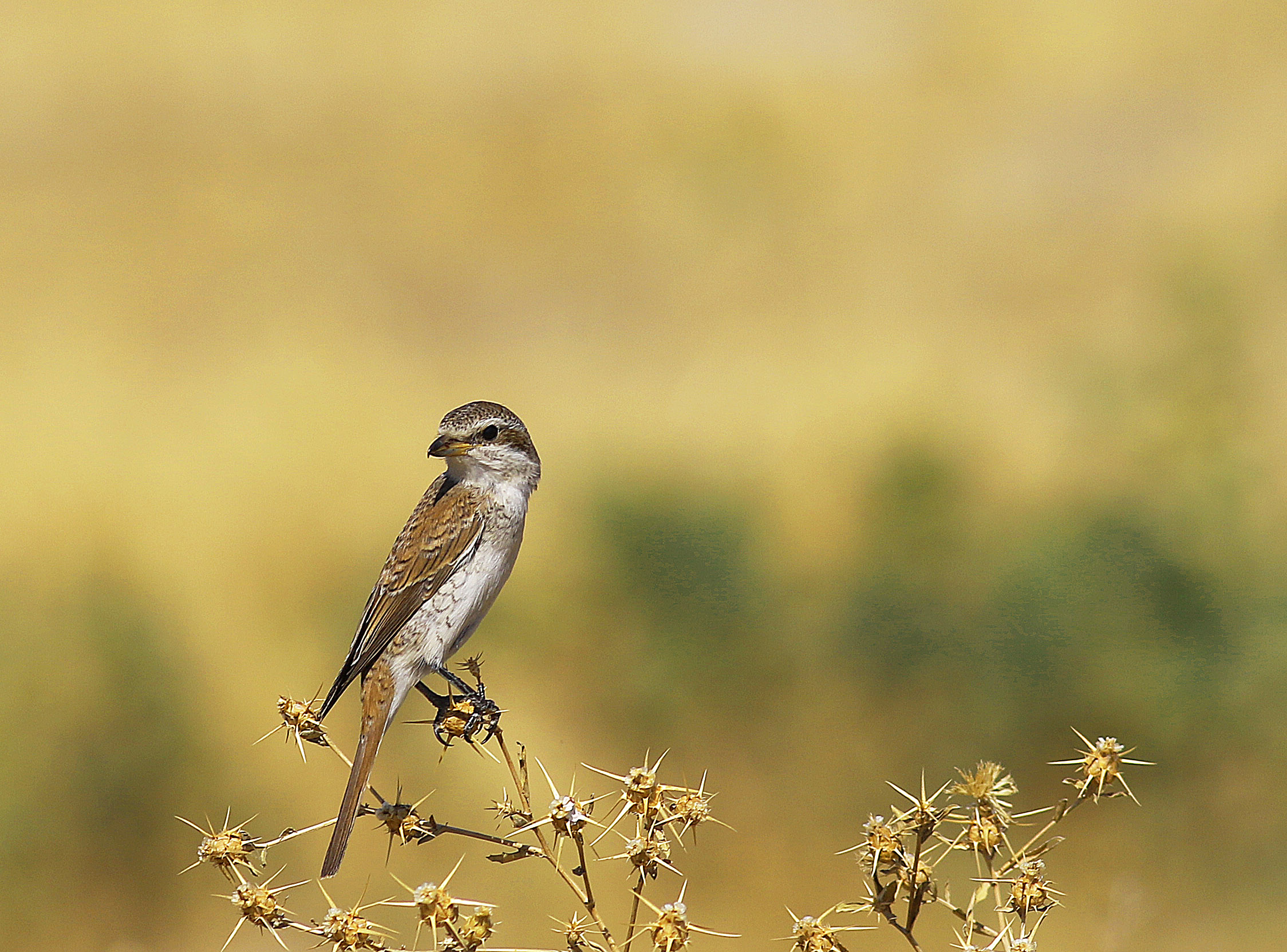 Red-backed Shrike