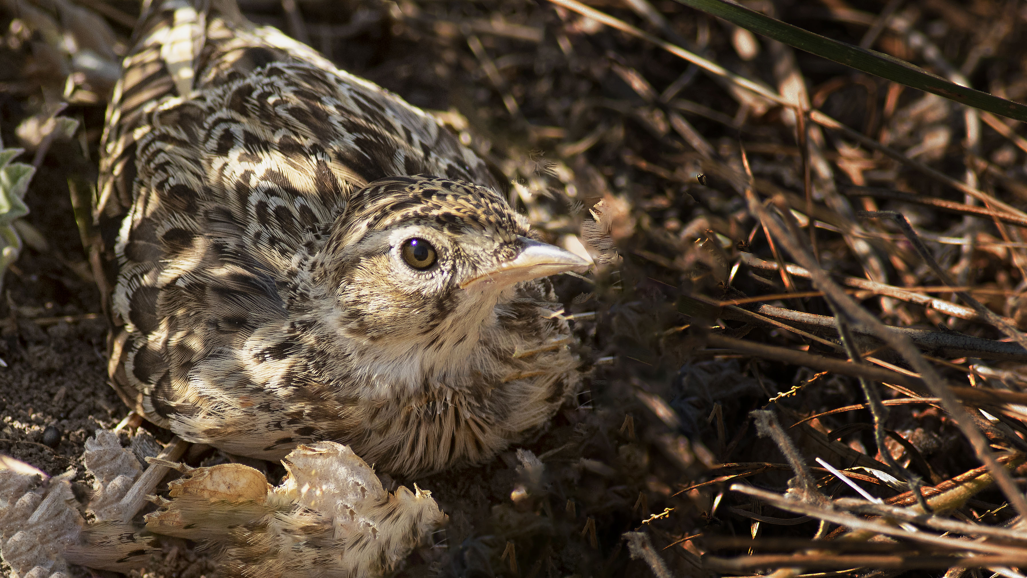 Common Quail