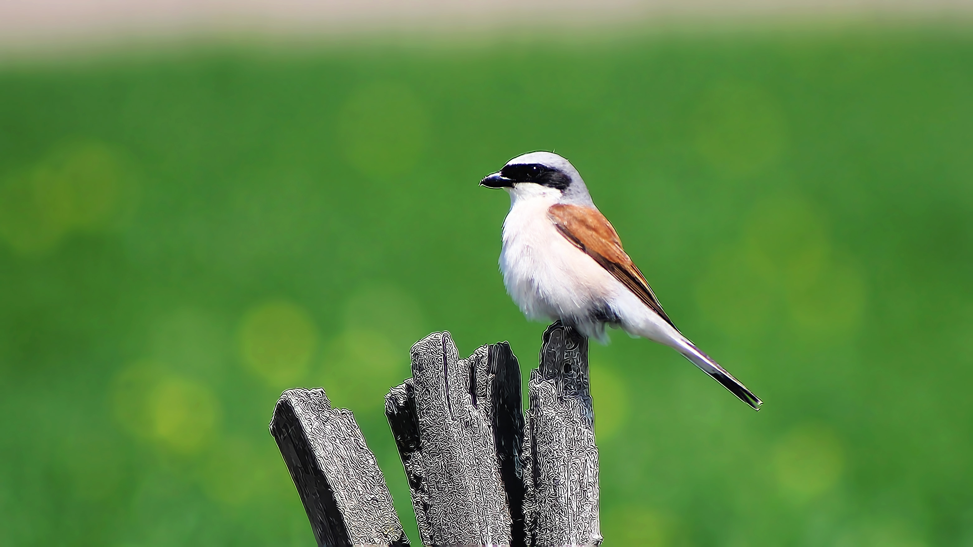 Red-backed Shrike