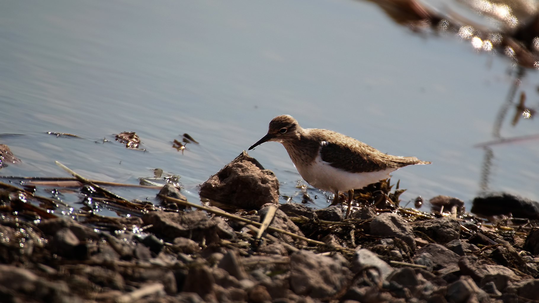 Common Sandpiper